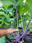 Purple Vienna Kohlrabi Seeds