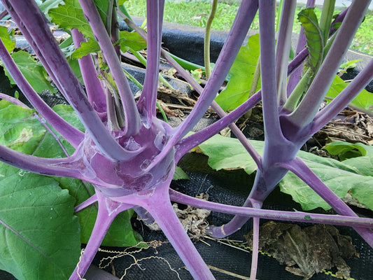 Purple Vienna Kohlrabi Seeds