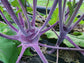 Purple Vienna Kohlrabi Seeds