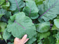Purple Vienna Kohlrabi Seeds