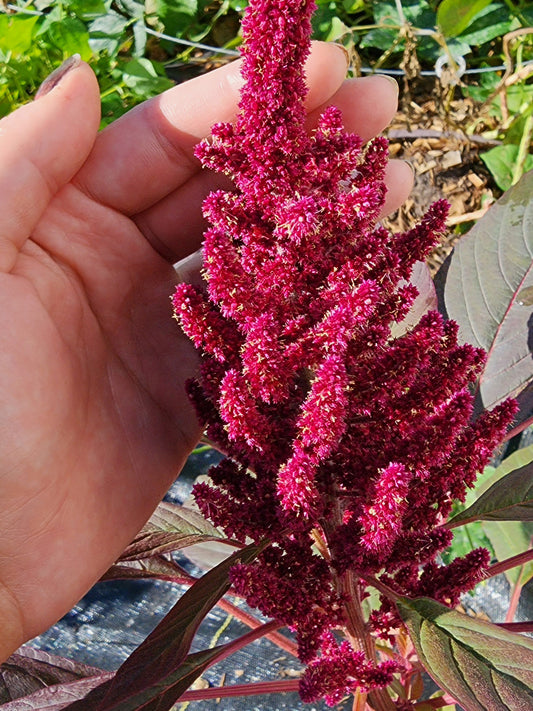 Red Garnet Amaranth Seeds