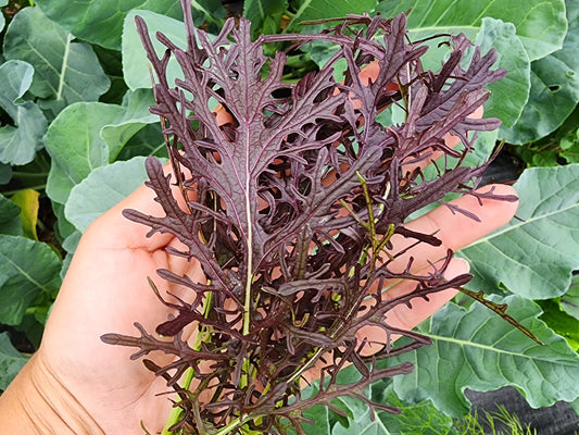 Red Mizuna Leafy Green Seeds