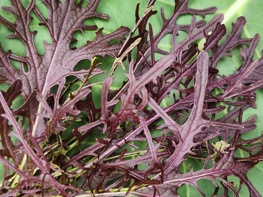Red Mizuna Leafy Green Seeds