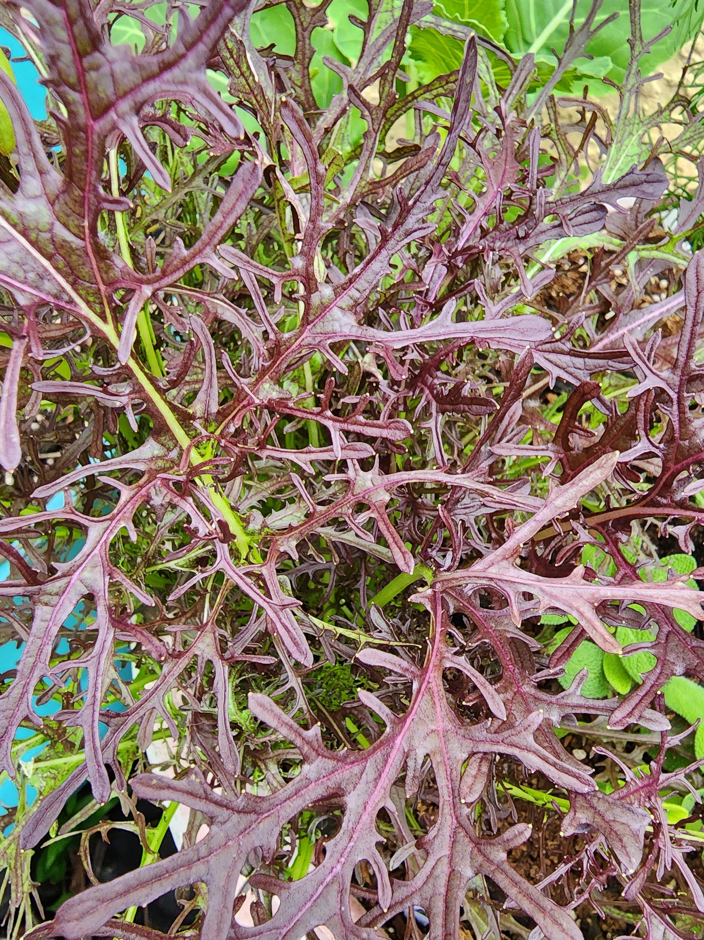 Red Mizuna Leafy Green Seeds