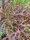 Red Mizuna Leafy Green Seeds
