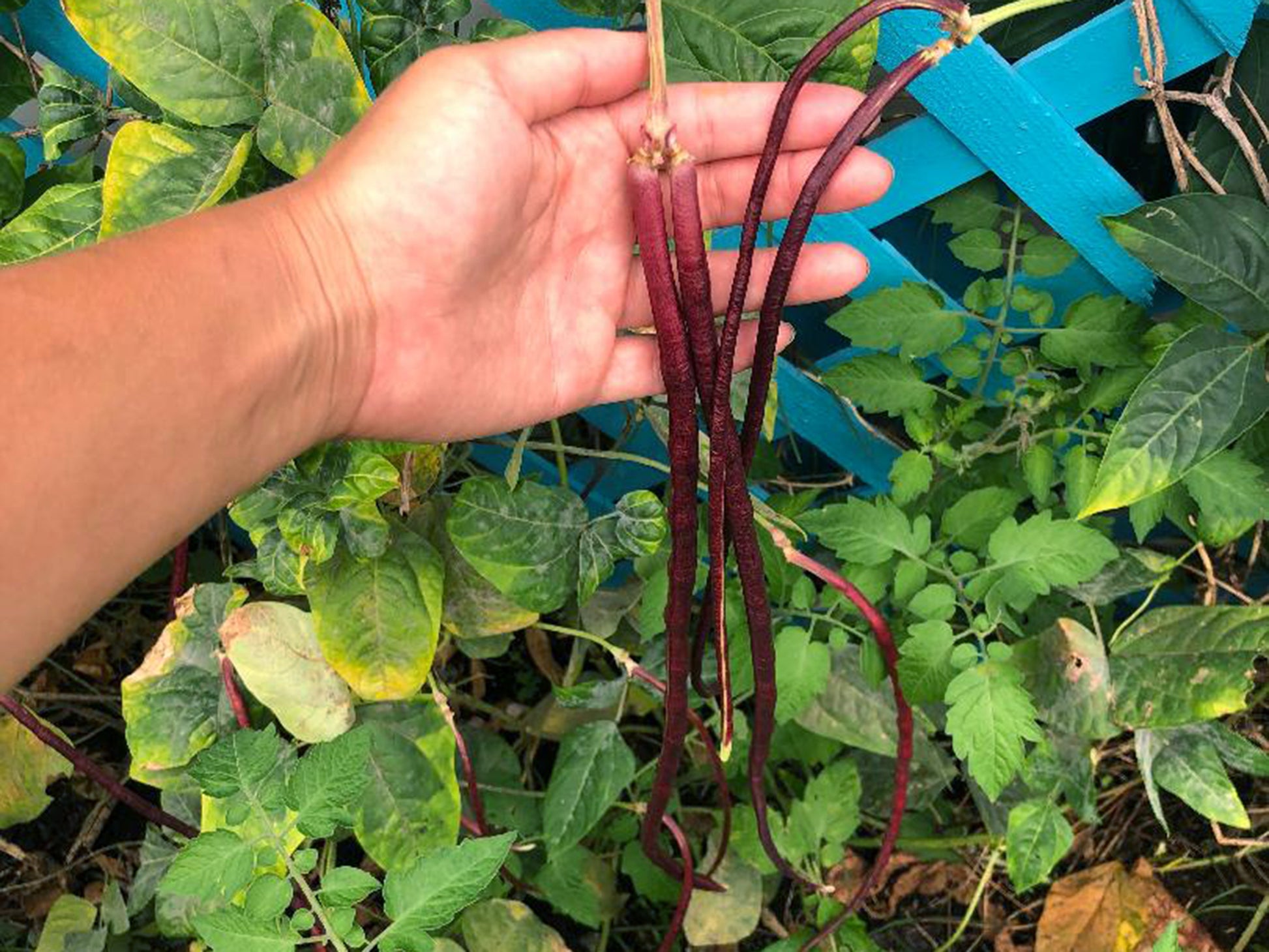 planting red beans from seed Red Noodle Yard Long Bean Seeds – Heat-Loving & Productive – Jerra's Garden