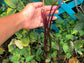 Red Noodle Yard Long Bean Seeds