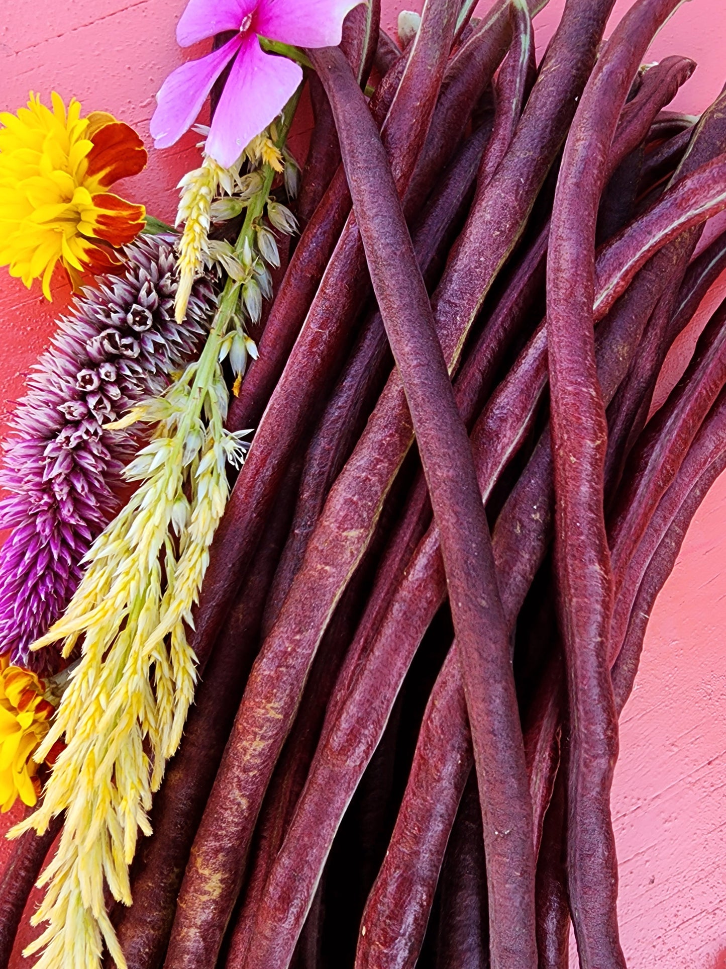 Red Noodle Yard Long Bean Seeds