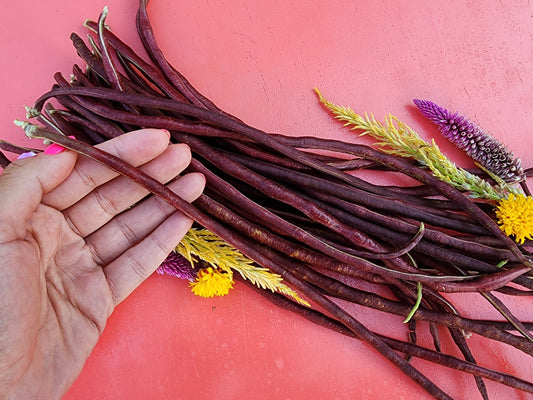 Red Noodle Yard Long Bean Seeds
