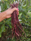 Red Noodle Yard Long Bean Seeds
