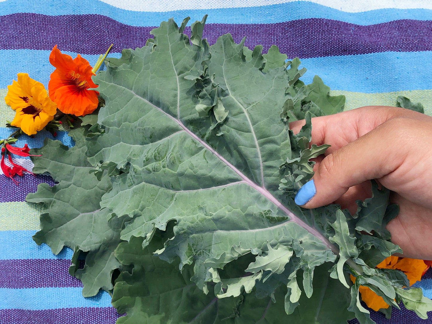 Red Russian Kale Seeds