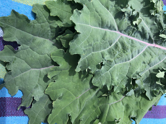 Red Russian Kale Seeds
