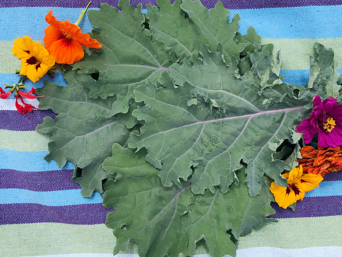Red Russian Kale Seeds