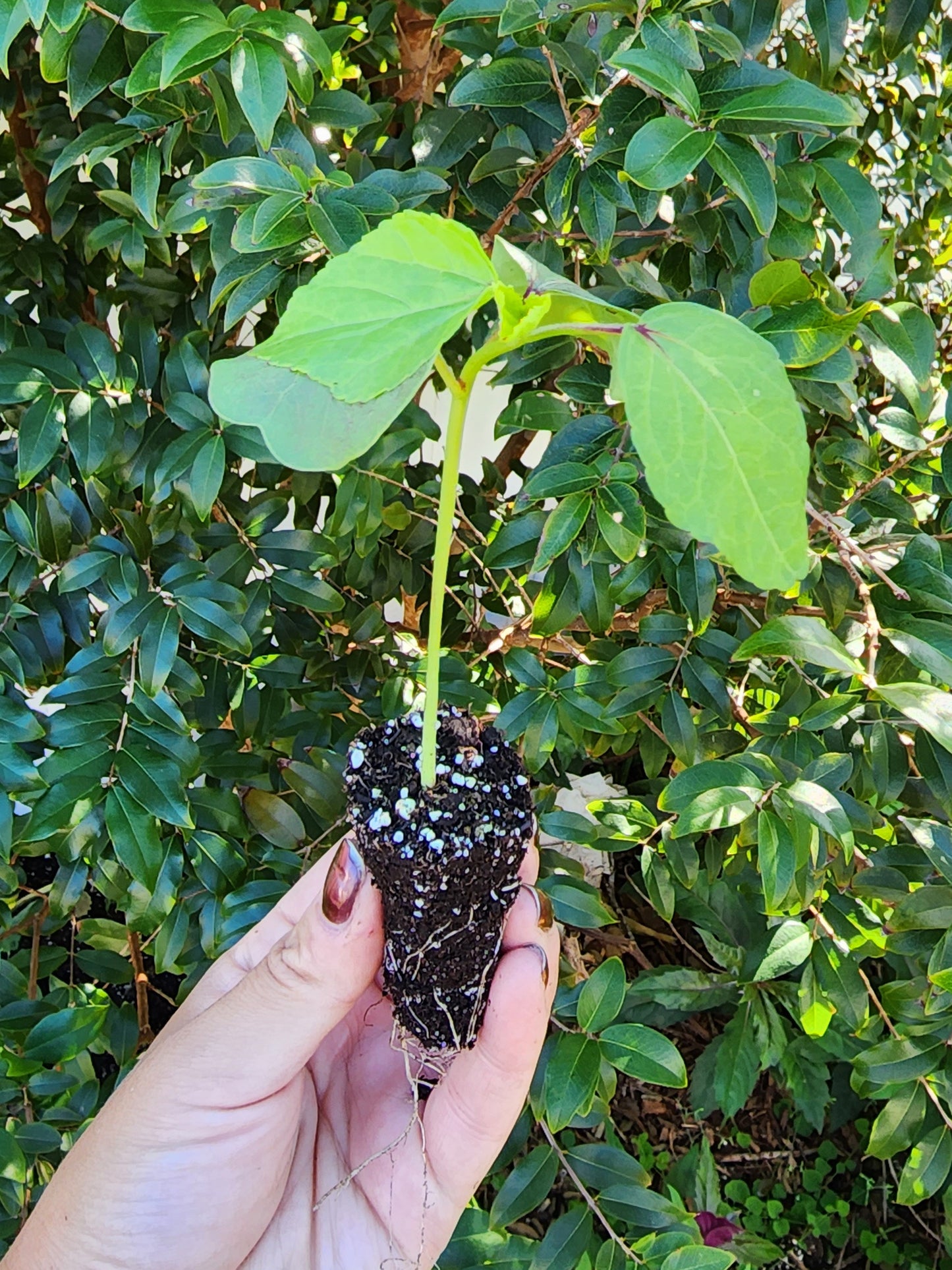 LIVE Plant - Roselle aka Florida Cranberry
