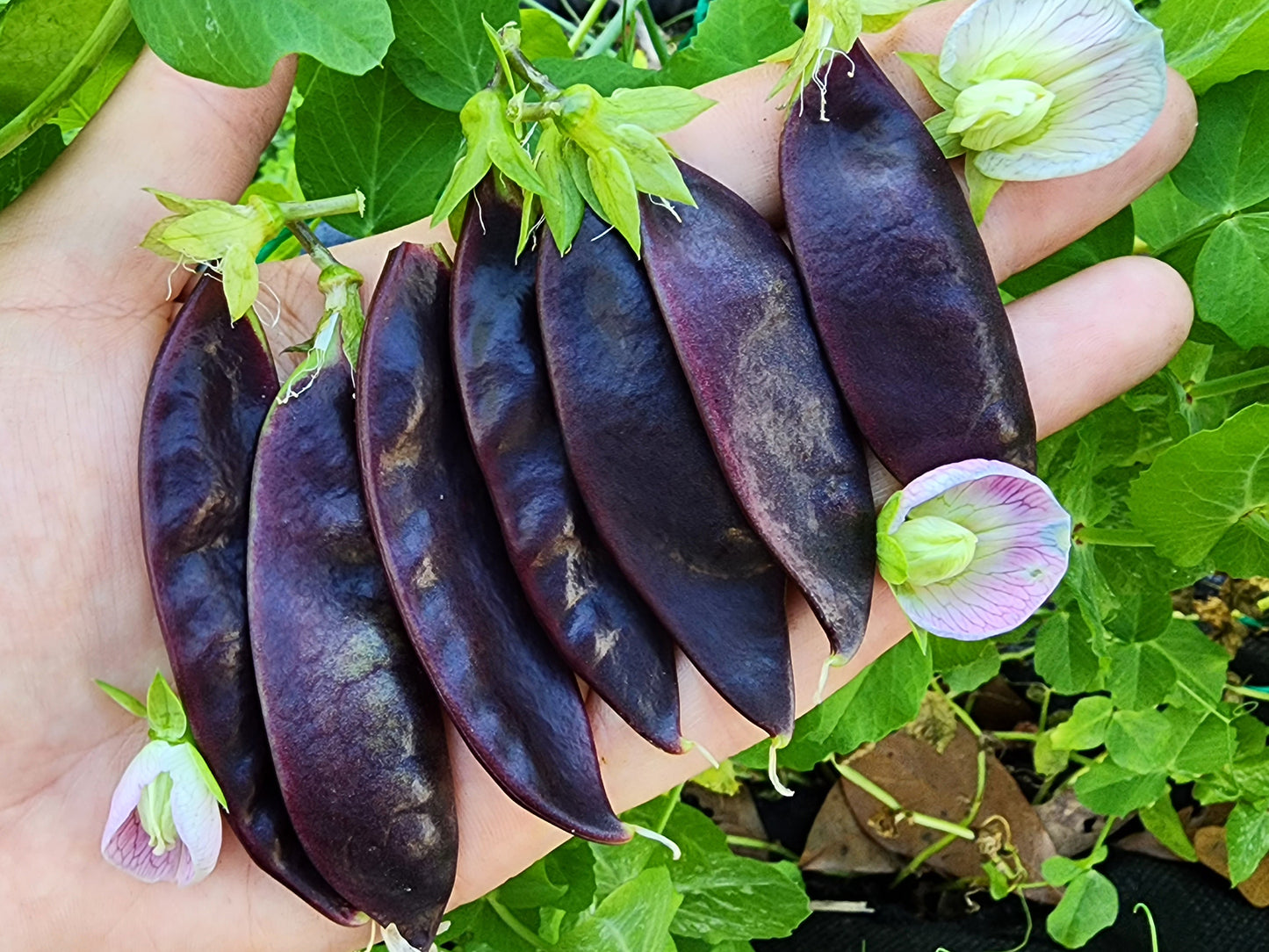 snow pea seeds for planting Royal Snow Purple Podded Pea Seeds – Heirloom – Jerra's Garden