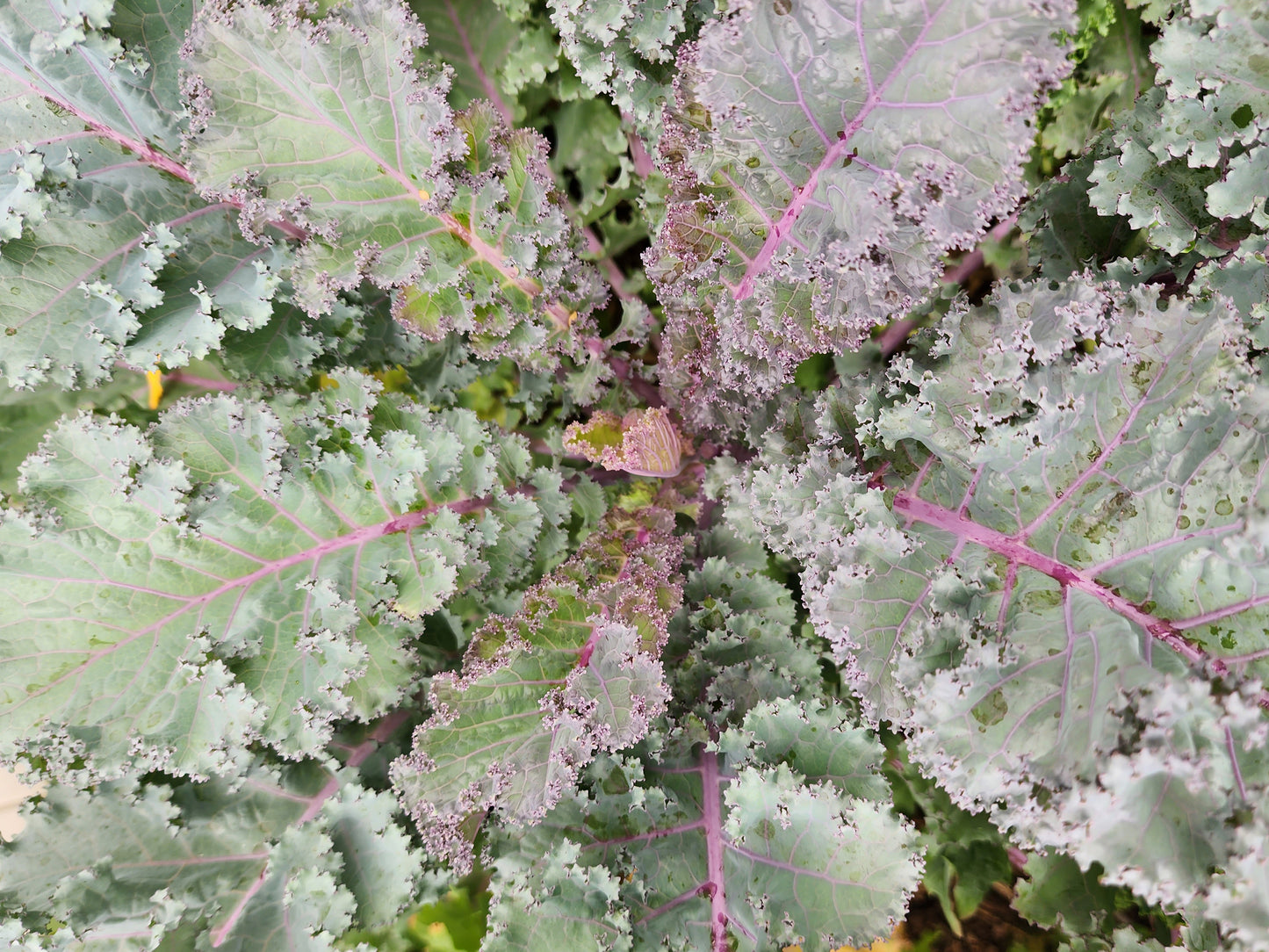 Scarlet Kale Seeds