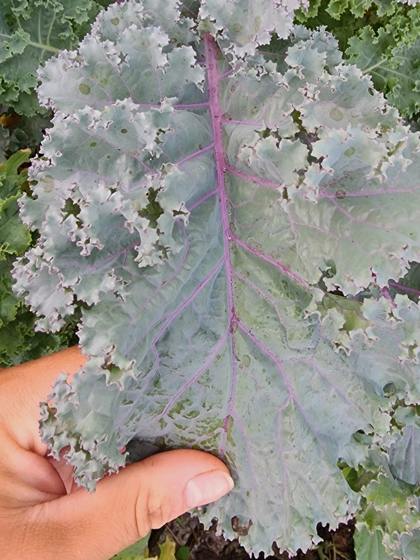 Scarlet Kale Seeds