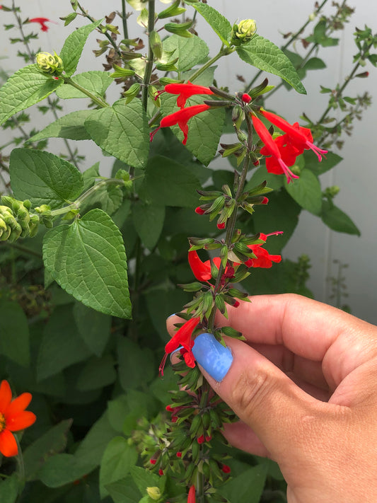 Scarlet Sage Red Perennial Flower Seeds