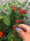 Scarlet Sage Red Perennial Flower Seeds