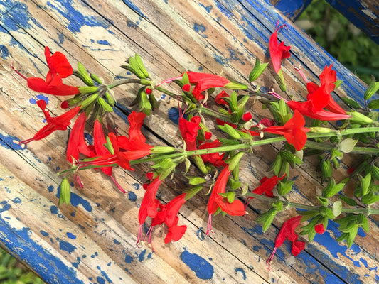 Scarlet Sage Red Perennial Flower Seeds
