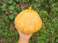 Seminole Pumpkin Extra Large Cultivar Seeds