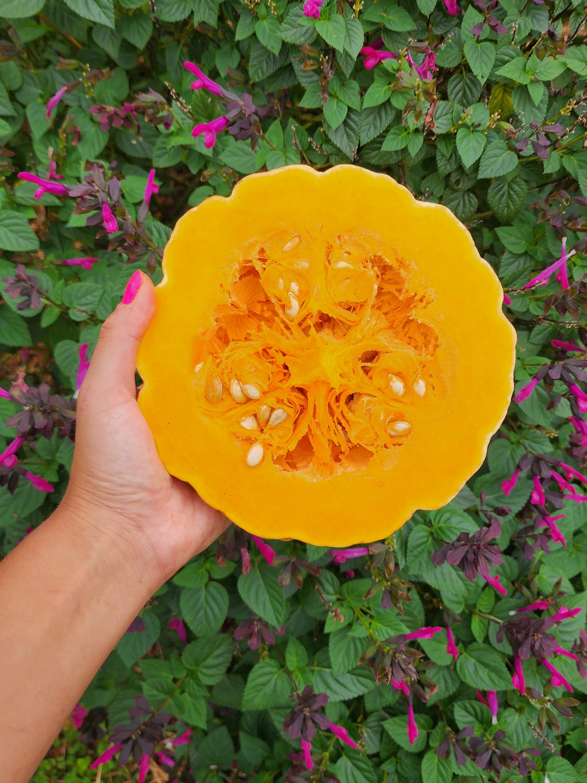 buy pumpkin seeds to plant Seminole Pumpkin Seeds – Extra Large Florida Native Heirloom – Jerra's Garden
