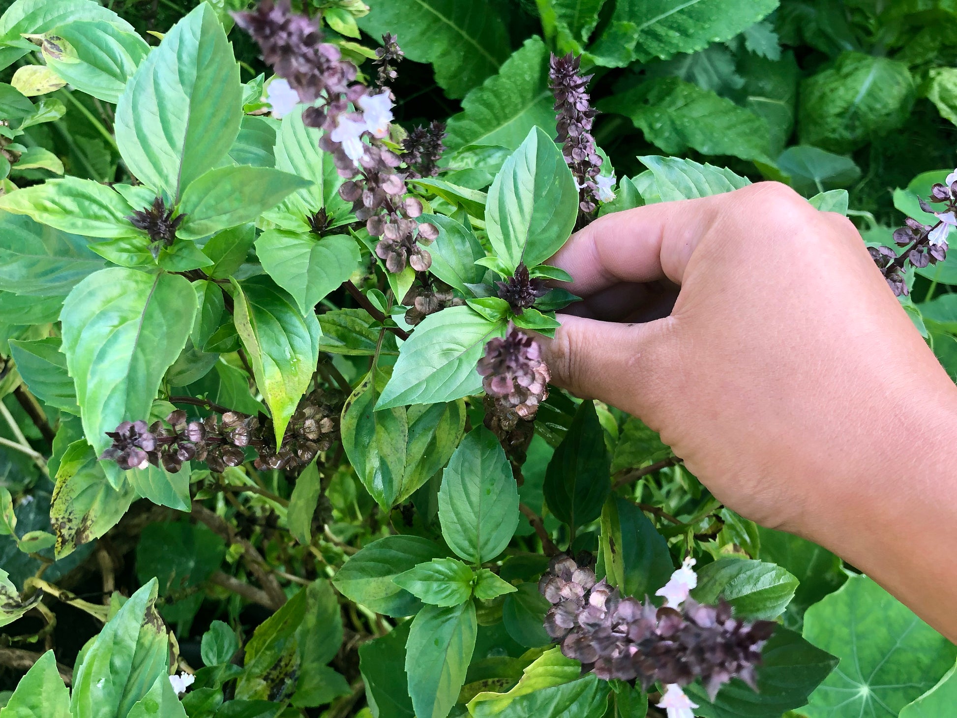 basil seeds for garden Thai Sweet Basil Seeds