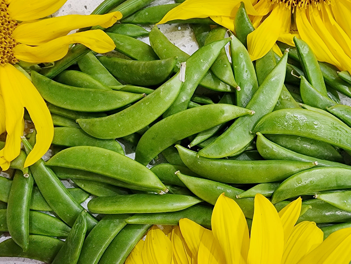 Sugar Daddy Snap Pea Seeds
