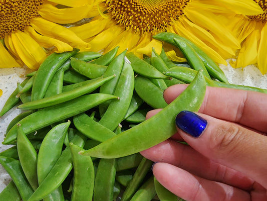 Sugar Daddy Snap Pea Seeds