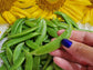Sugar Daddy Snap Pea Seeds