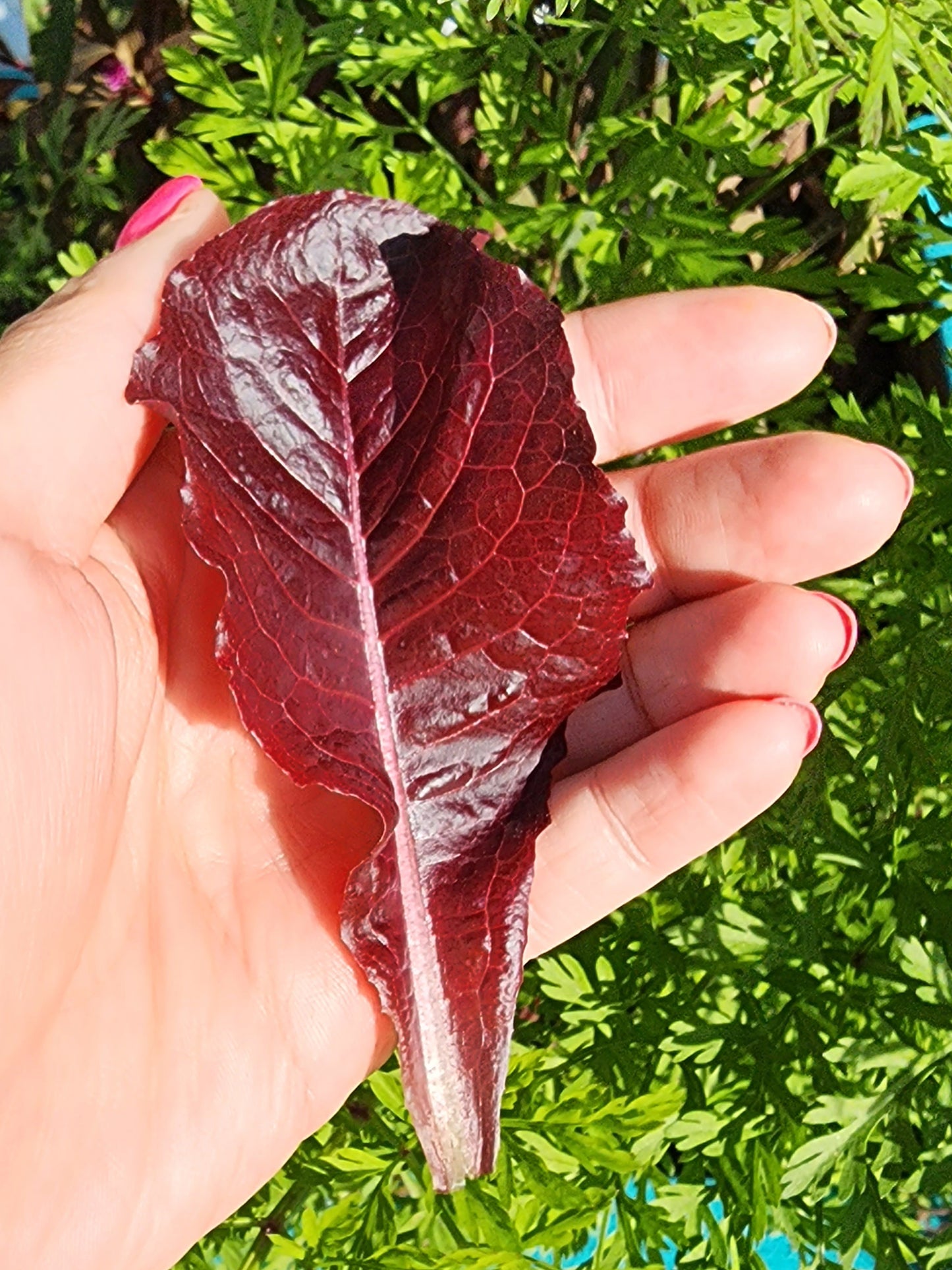 Super Red Romaine Lettuce Seeds