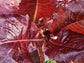 Super Red Romaine Lettuce Seeds