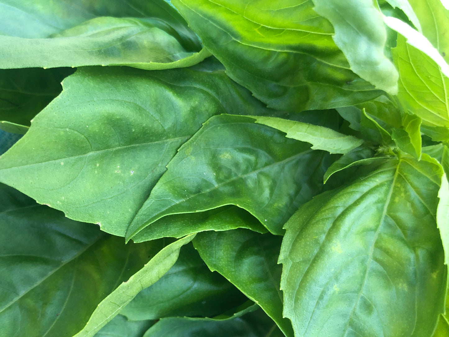 Italian Sweet Basil Seeds