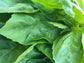 Italian Sweet Basil Seeds