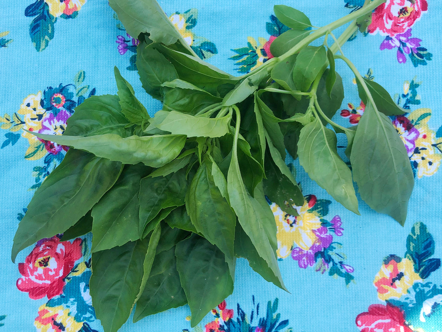 Italian Sweet Basil Seeds