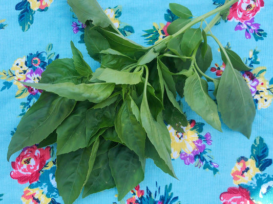 Italian Sweet Basil Seeds