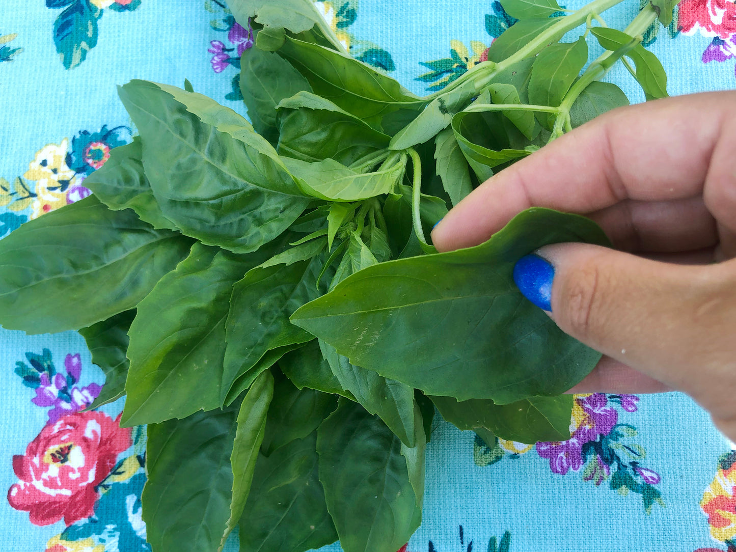 Italian Sweet Basil Seeds