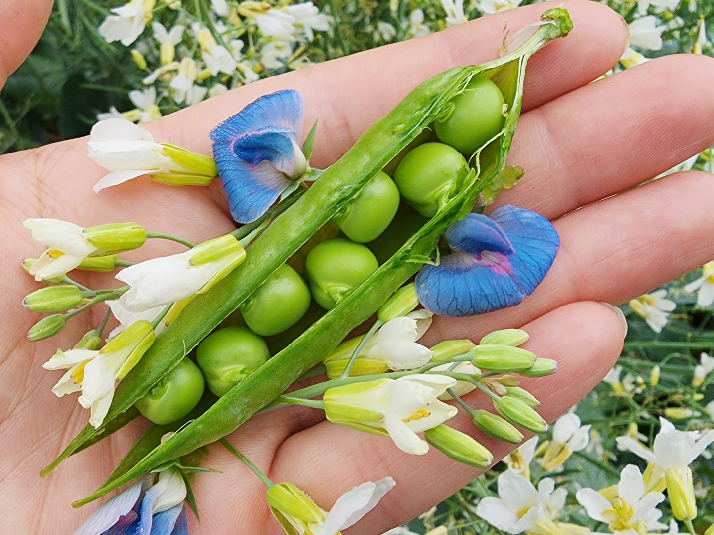 Little Marvel Dwarf Sweet Green Pea Seeds
