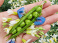 Little Marvel Dwarf Sweet Green Pea Seeds