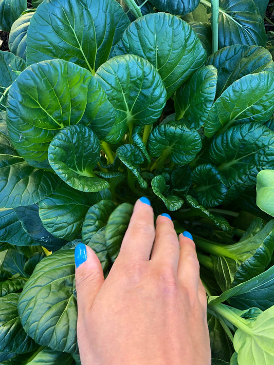 Tatsoi Asian Mustard Greens Seeds