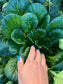 Tatsoi Asian Mustard Greens Seeds