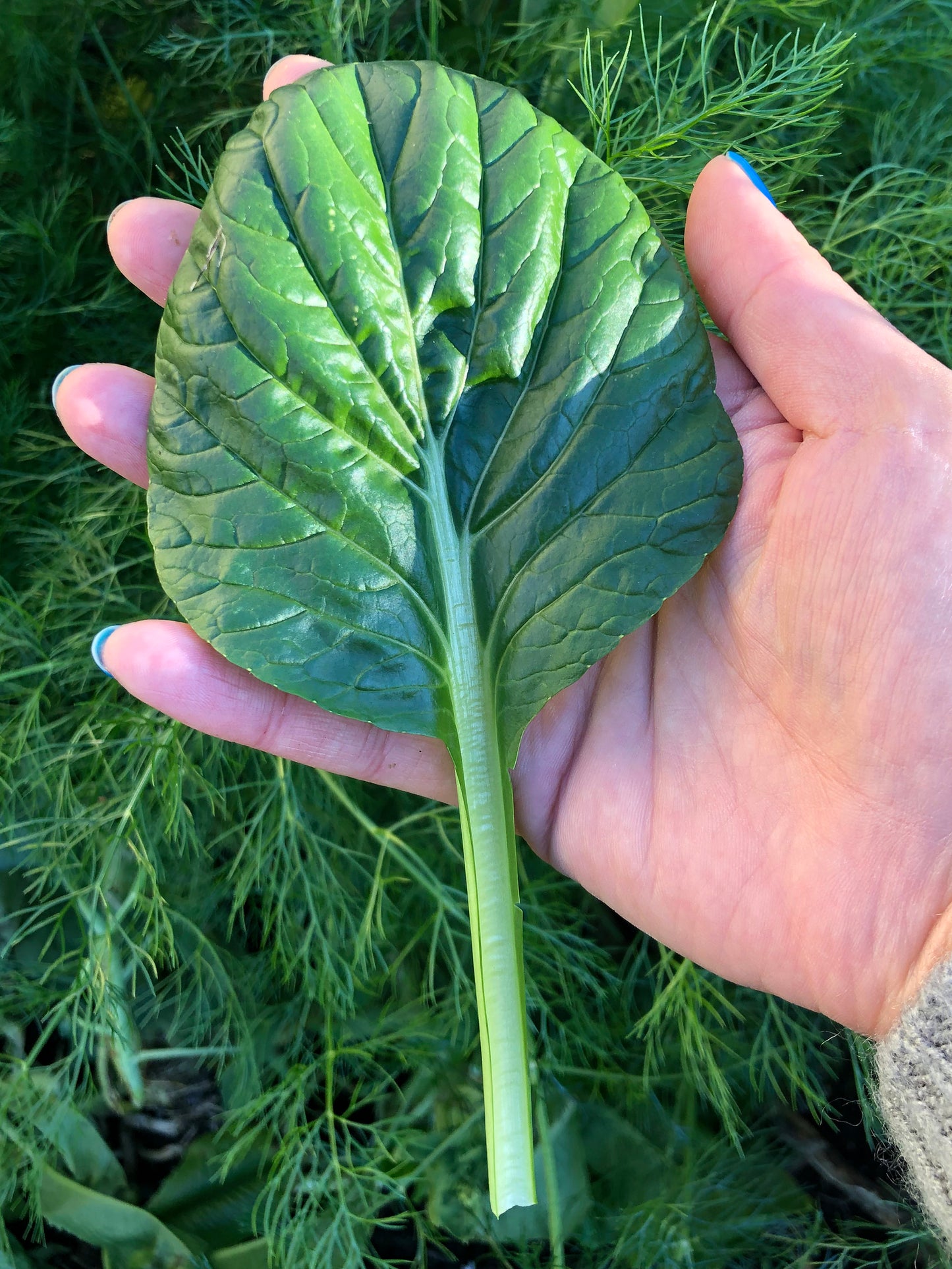 Tatsoi Asian Mustard Greens Seeds