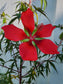 Texas Star Red Hibiscus