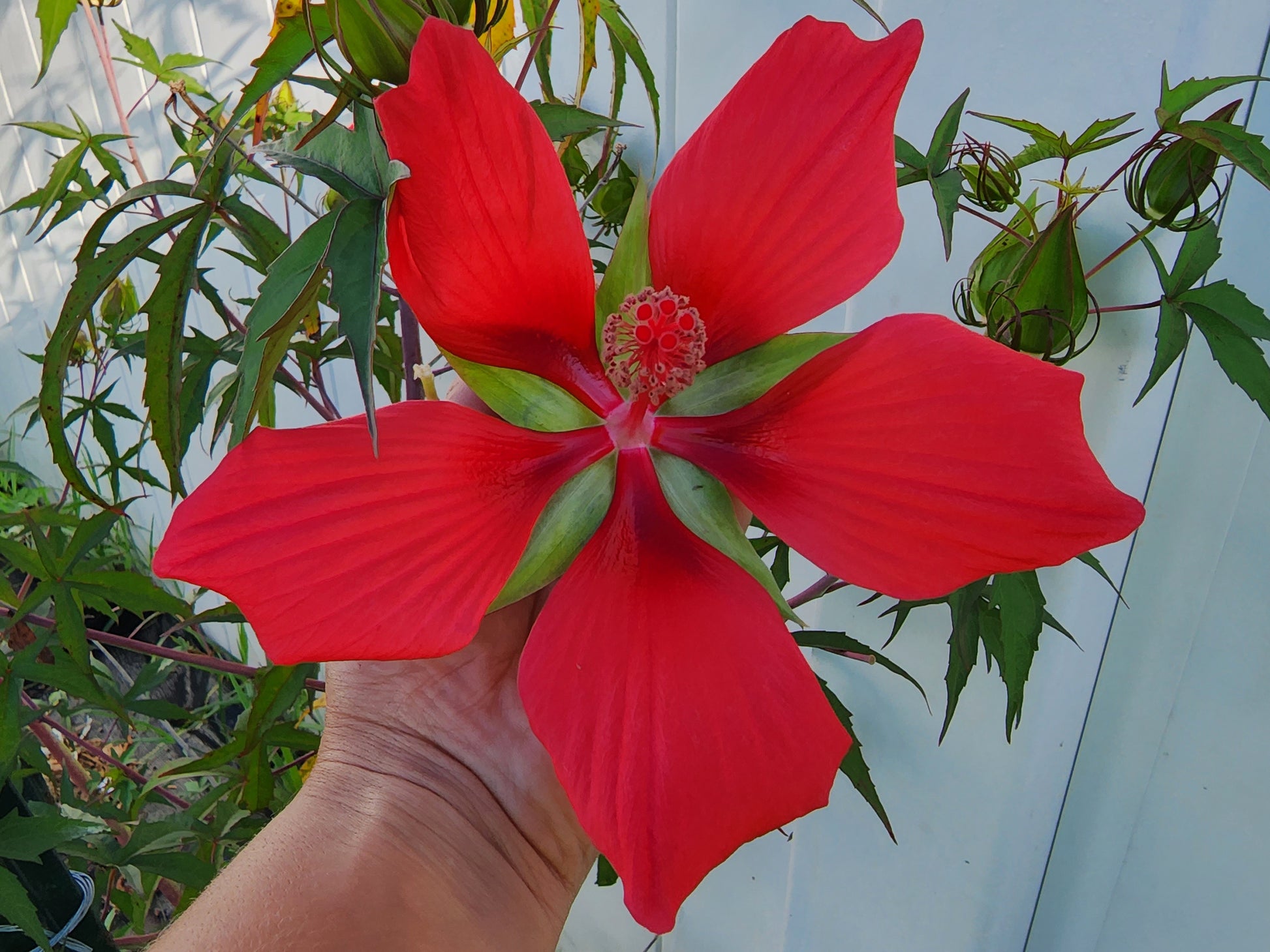 red hibiscus flower seeds Texas Star Red Hibiscus