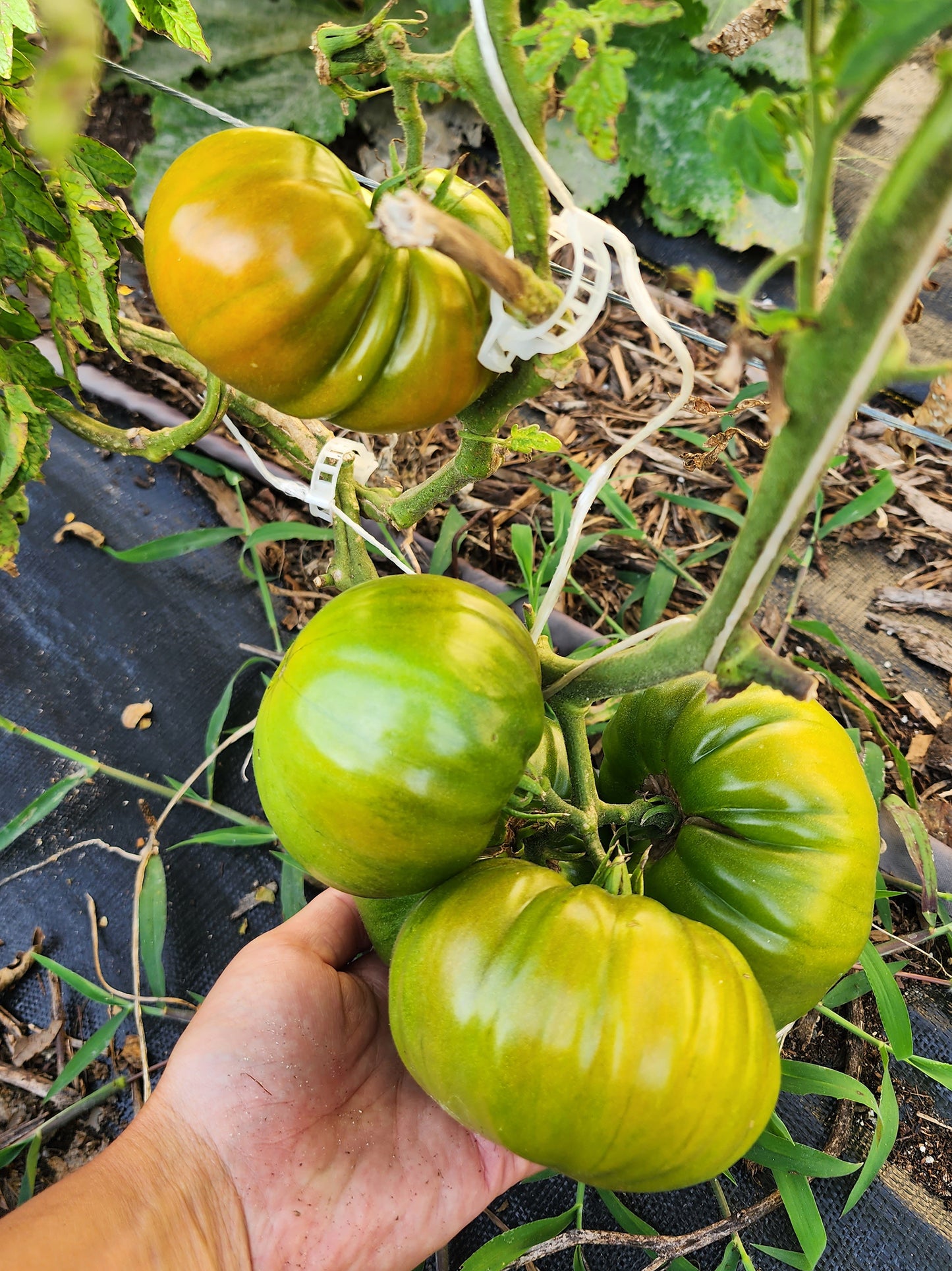 Texwine Beefsteak Tomato Seeds