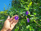 Thai Double Blue Butterfly Pea LIVE Plant