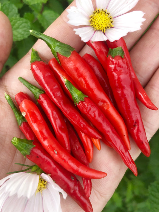 Thai Red Chili Hot Pepper