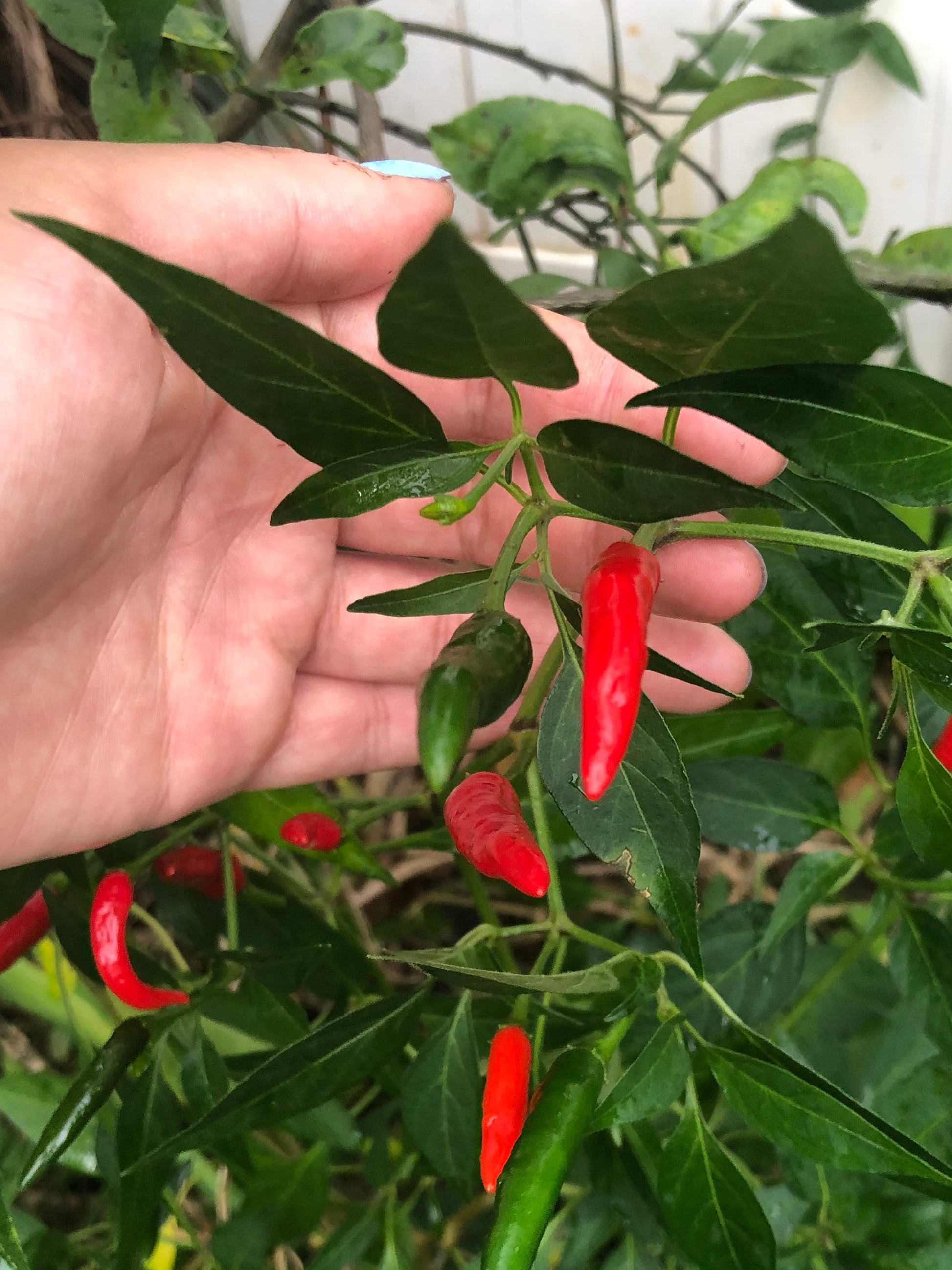 thai chili seeds plant Thai Red Chili Hot Pepper