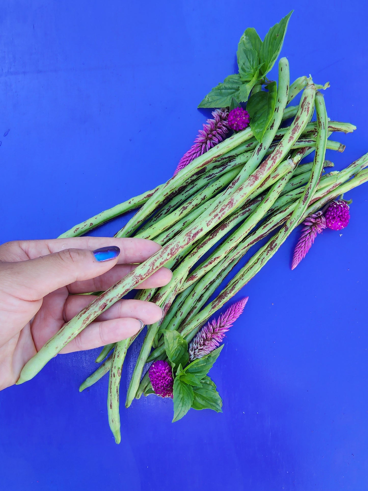 Thai Soldier Long Bean Seeds
