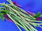 Thai Soldier Long Bean Seeds